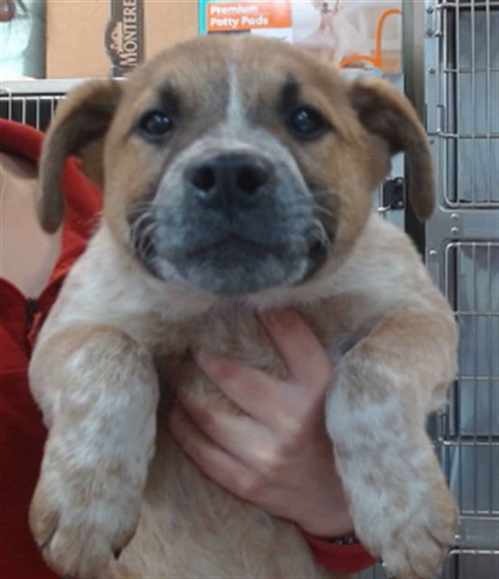 STORM - Queensland Heeler available for adoption