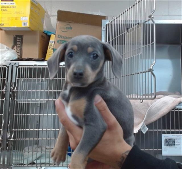 ROXY - Miniature Pinscher available for adoption