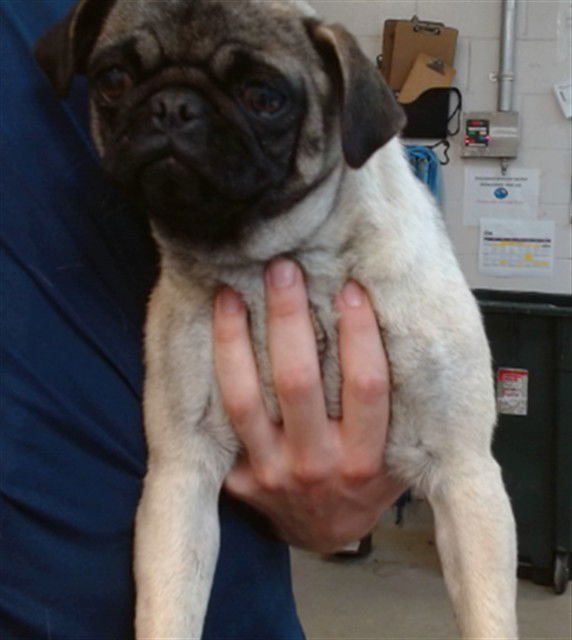 ASH - Pug available for adoption