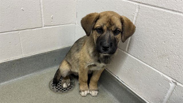 BALI - Cane Corso Mastiff available for adoption