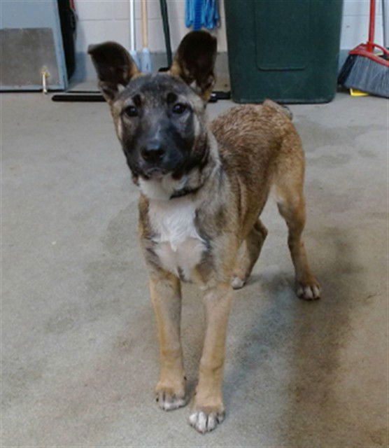 SHEBA - Belgian Shepherd Malinois available for adoption