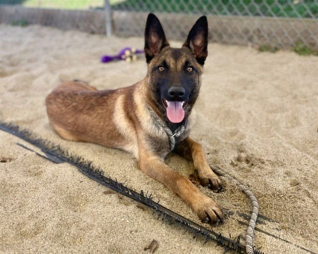 KATIE - Belgian Shepherd Malinois available for adoption