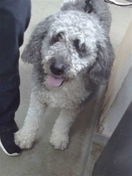 ANNABELLE - Poodle (Standard) / Old English Sheepdog available for adoption