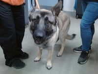 SAMSON - Photo 1