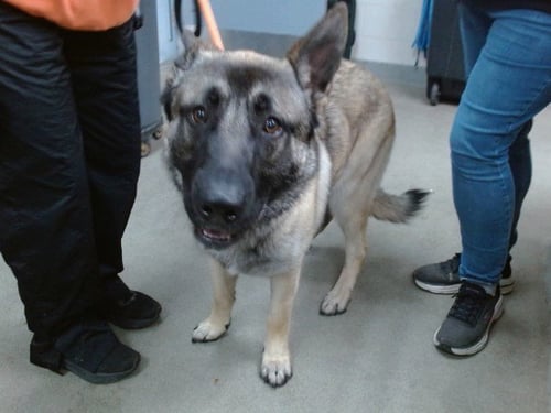 SAMSON - German Shepherd Dog available for adoption