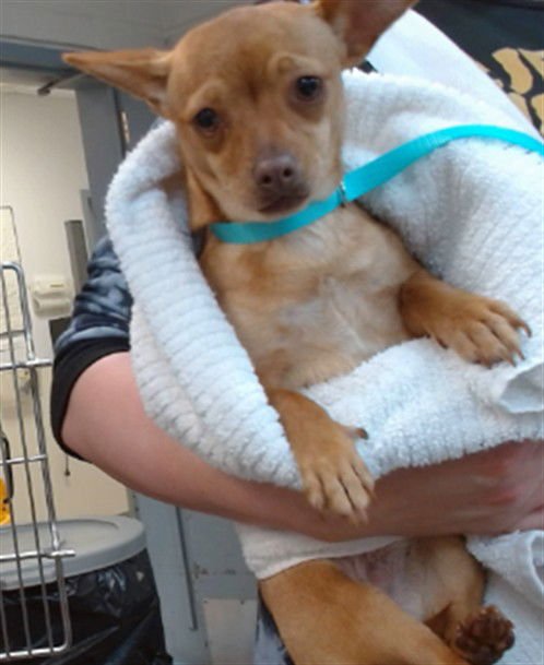 IVY - Chihuahua available for adoption