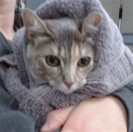 MIMI Image