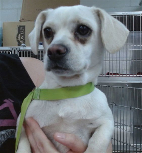 MARSHMALLOW - Beagle available for adoption