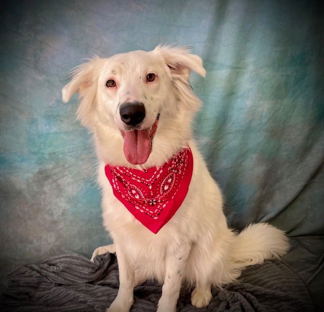 DOBBY - Australian Shepherd available for adoption