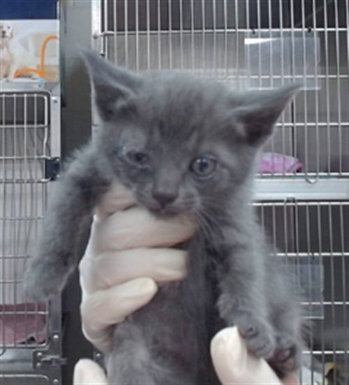 HIRO - Domestic Short Hair available for adoption