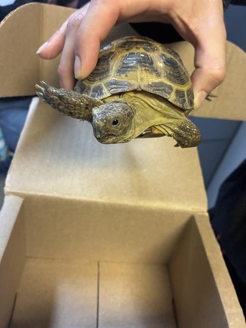LITTLE FOOT - Tortoise available for adoption