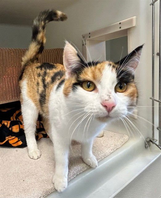 CHARLET - Domestic Short Hair available for adoption