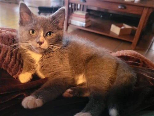 SMOKEY - Domestic Short Hair available for adoption