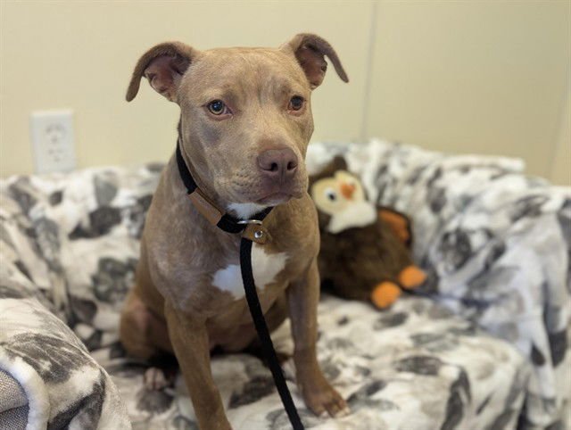 POTATO - Pit Bull Terrier available for adoption