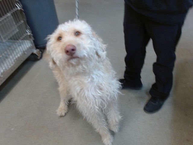 ARLO - Poodle (Standard) / Labrador Retriever available for adoption