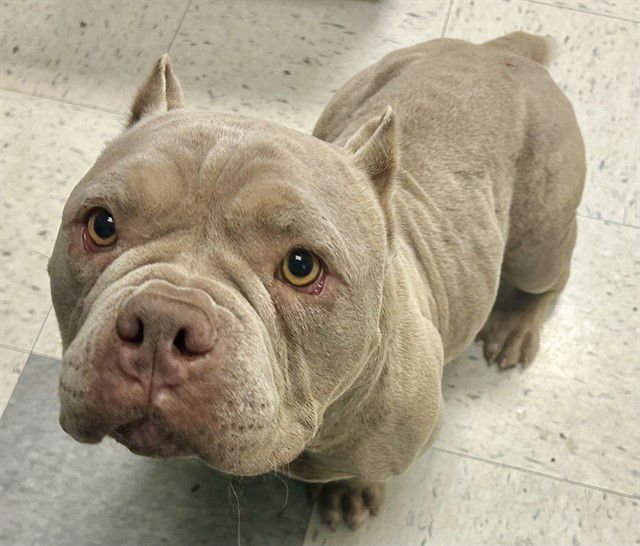 SQUISHMALLOW - Pit Bull Terrier available for adoption