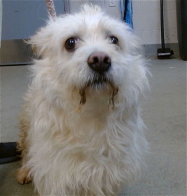 MARTY - Terrier available for adoption