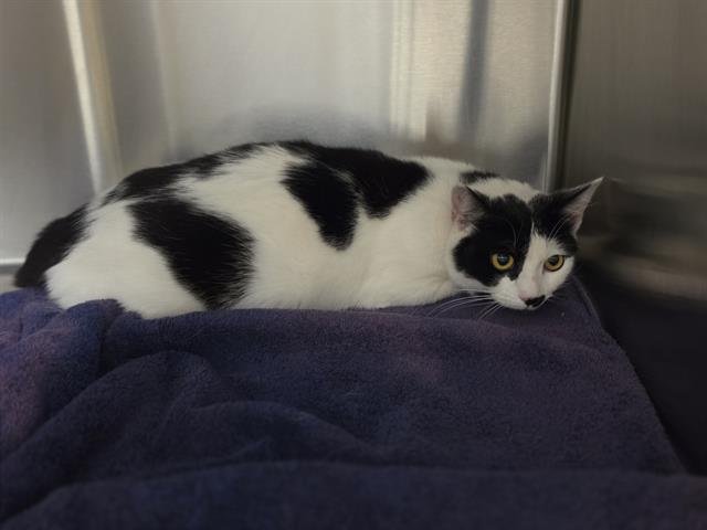 CLEO Image
