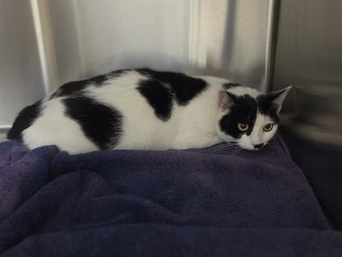 CLEO - Domestic Short Hair available for adoption