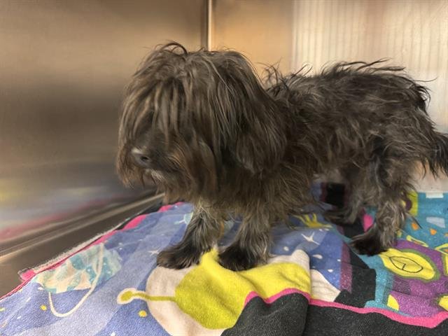 NIKO - Terrier / Yorkshire Terrier Yorkie available for adoption