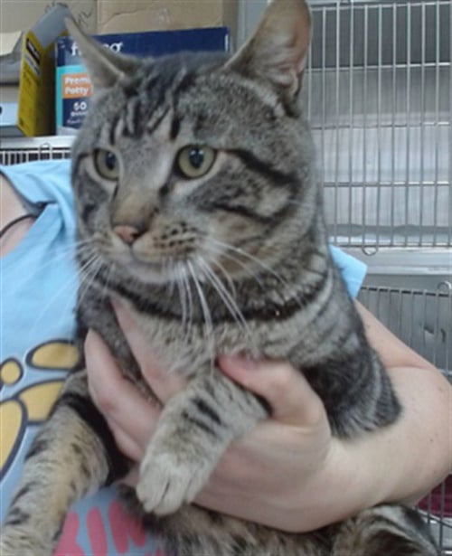 OBI - Domestic Short Hair available for adoption