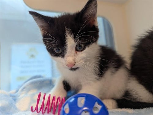 GOOSE - Domestic Short Hair available for adoption