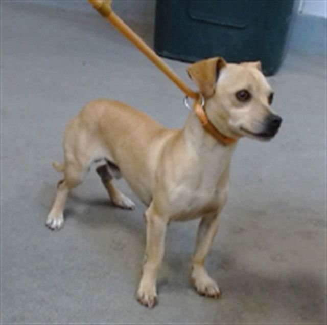 BUBBA - Chihuahua available for adoption