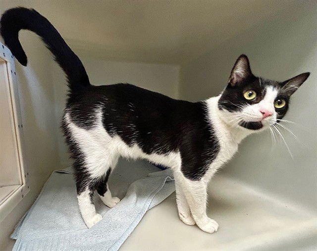 ARTHUR - Domestic Short Hair available for adoption