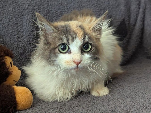 BUTTERSCOTCH - Domestic Medium Hair available for adoption