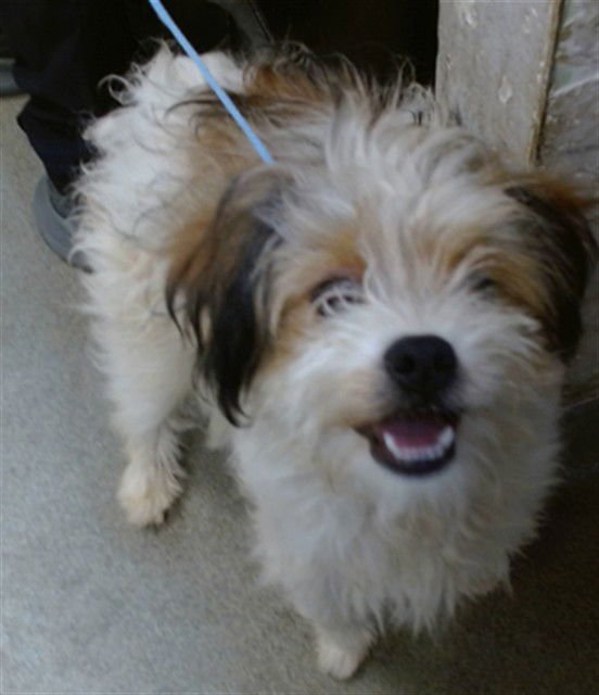 RIVER - Terrier / Poodle (Miniature) available for adoption