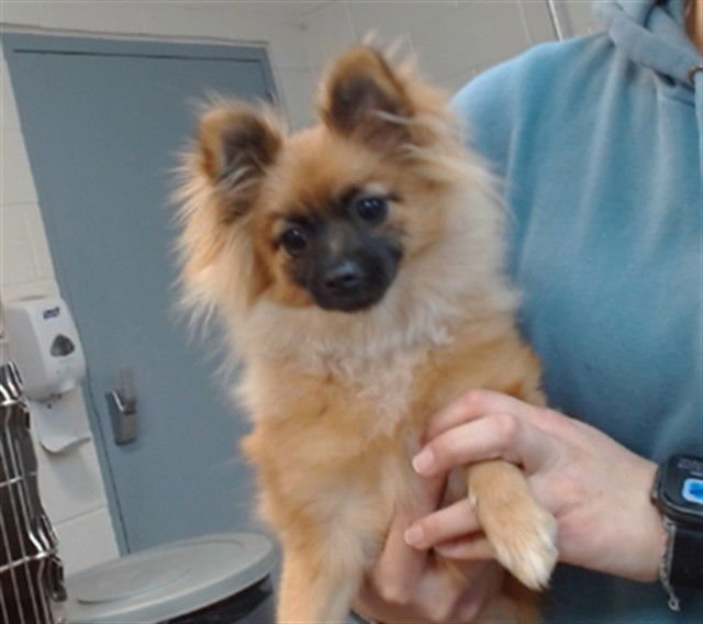 ROXY - Pomeranian available for adoption