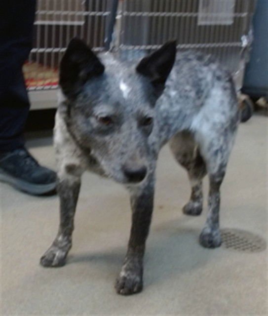KYRA - Queensland Heeler available for adoption