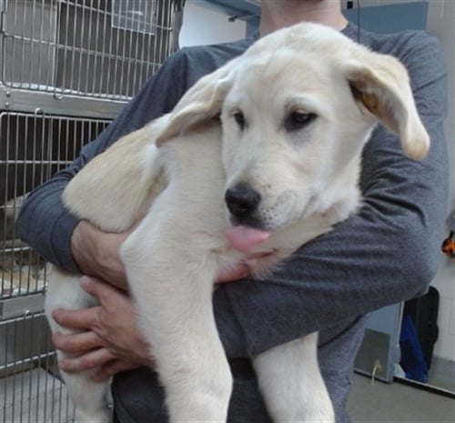DEUCE - Labrador Retriever available for adoption