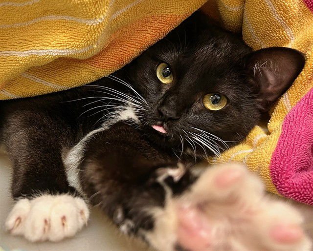 MISSY - Domestic Short Hair available for adoption