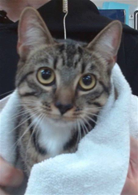 MIA - Domestic Short Hair available for adoption