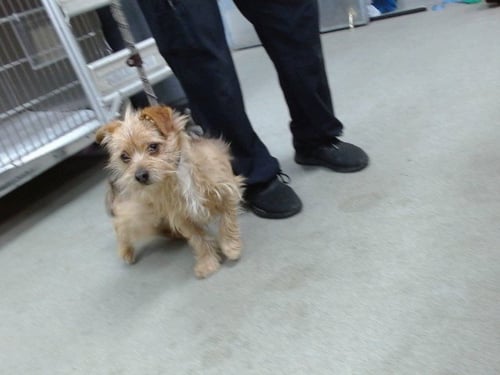 TEDDY - Yorkshire Terrier Yorkie available for adoption