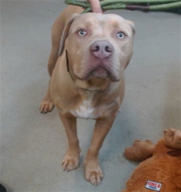 LINCOLN - Pit Bull Terrier available for adoption