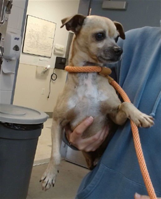 OTIS - Chihuahua available for adoption