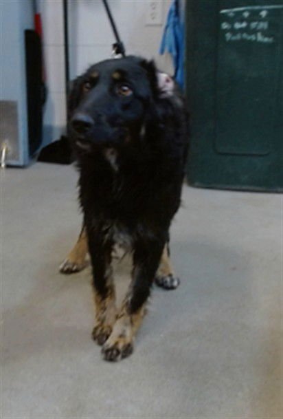 DELILAH - German Shepherd Dog available for adoption