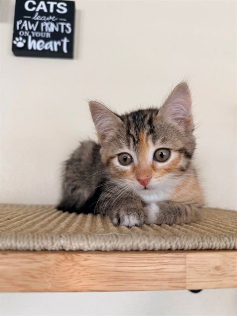 ROCKY - Domestic Short Hair available for adoption