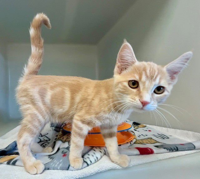 PEARL - Domestic Short Hair available for adoption