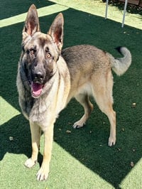 SAMSON - Photo 1