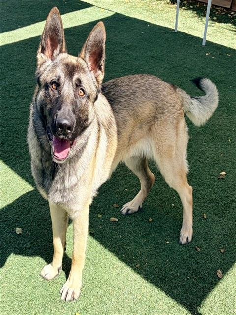 SAMSON - German Shepherd Dog available for adoption