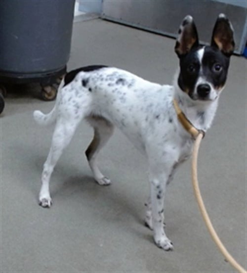 SKY - Rat Terrier available for adoption