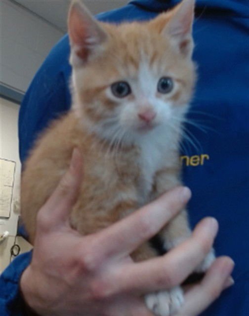 OSCAR - Domestic Short Hair available for adoption