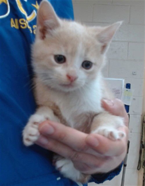 GUS - Domestic Short Hair available for adoption