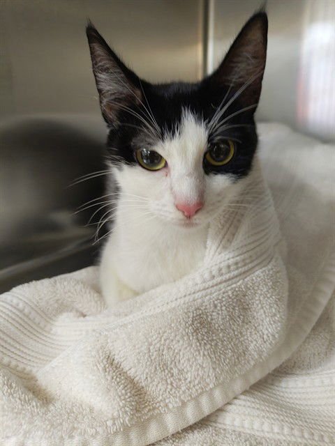 JOSIE - Domestic Short Hair available for adoption