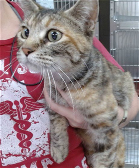 MAE - Domestic Short Hair available for adoption