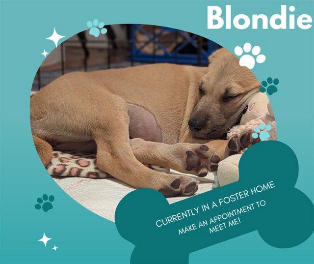 BLONDIE - Pit Bull Terrier available for adoption