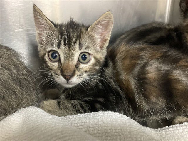 BUTTERCUP - Domestic Short Hair available for adoption